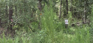[VZ Tower survey marker next to Langdale Park White Trail A, 2026-07-13 --jsq for LAKE]