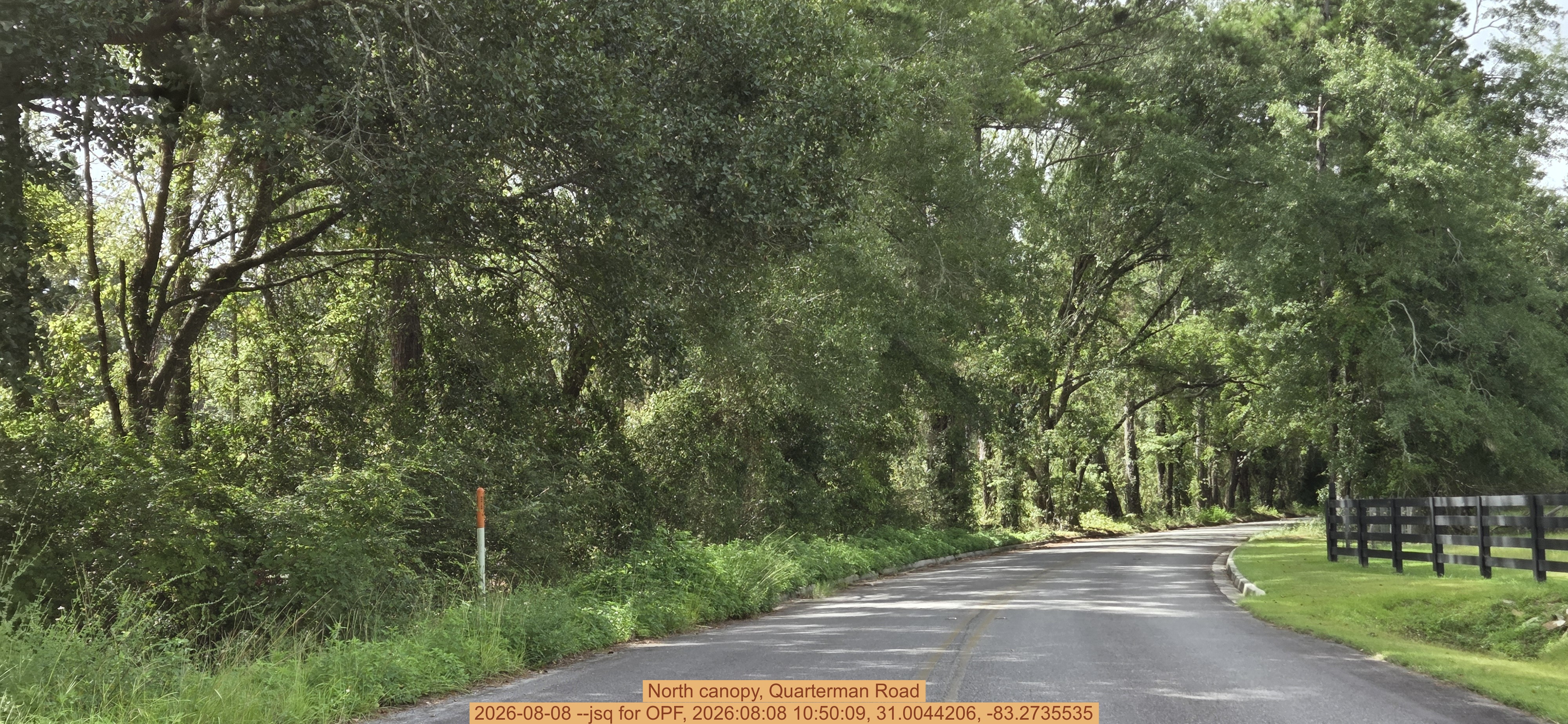 North canopy, Quarterman Road, 2026-08-08 --jsq for OPF, 2026:08:08 10:50:09, 31.0044206, -83.2735535